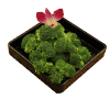 Broccoli (One Portion)