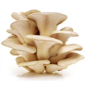 oyster mushroom