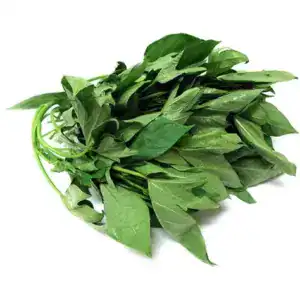 sweet potato leaf