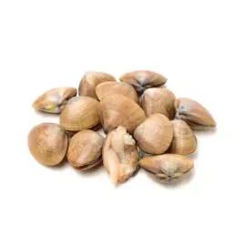 Asari Clams